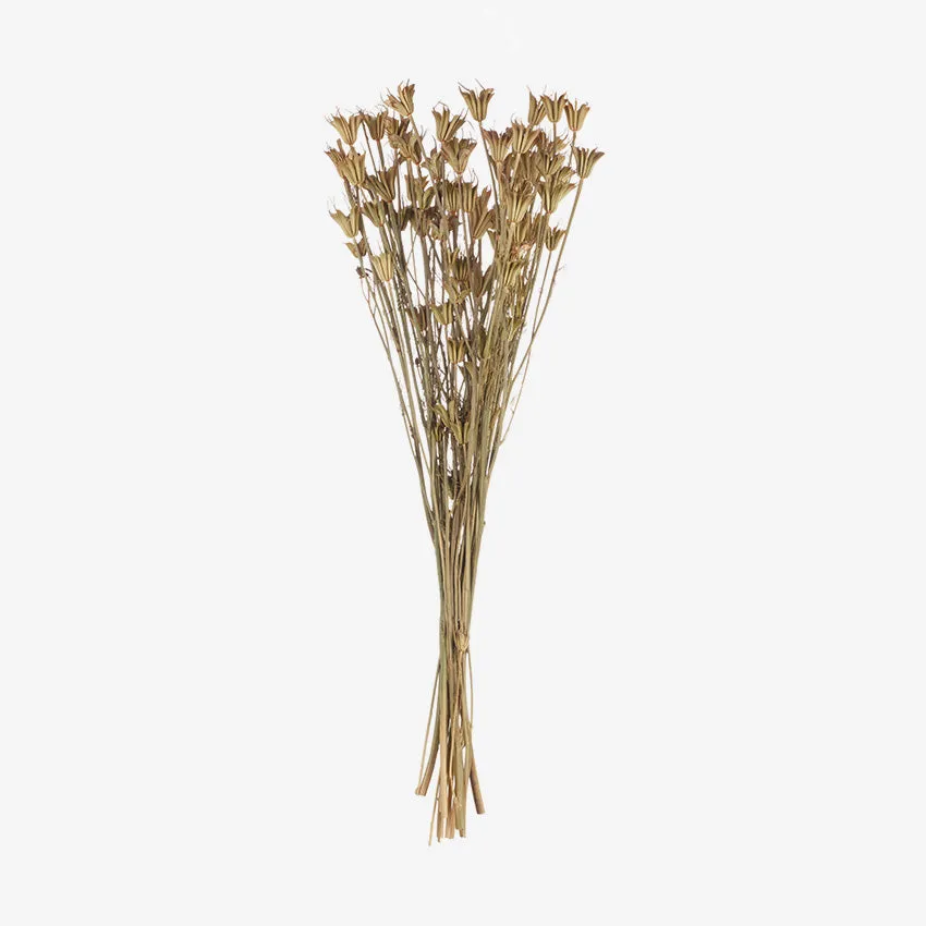 Asa Germany | Achillea Nature Foliage