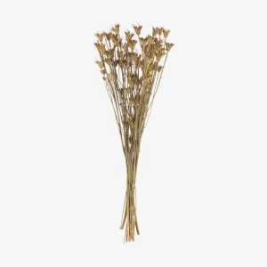 Asa Germany | Achillea Nature Foliage